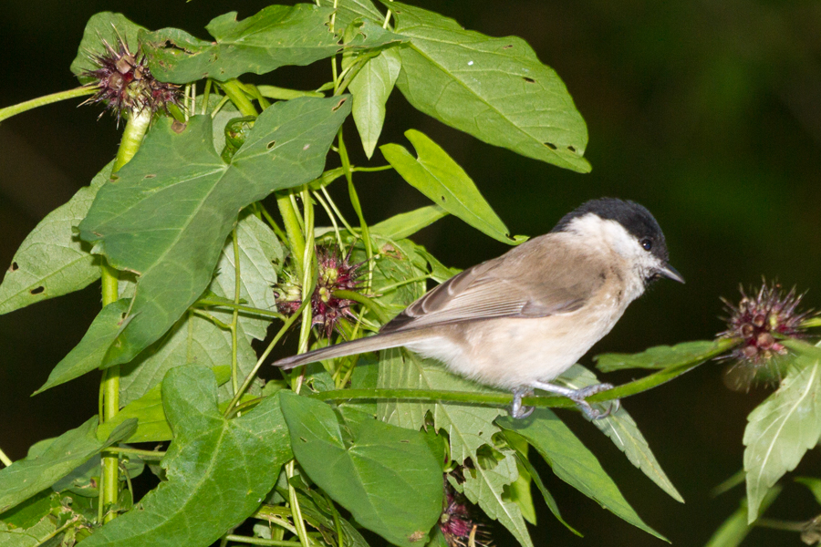 Eurasian Blackcap