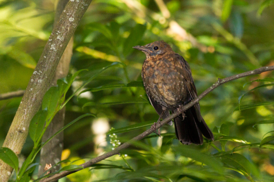 Eurasian Blackbird