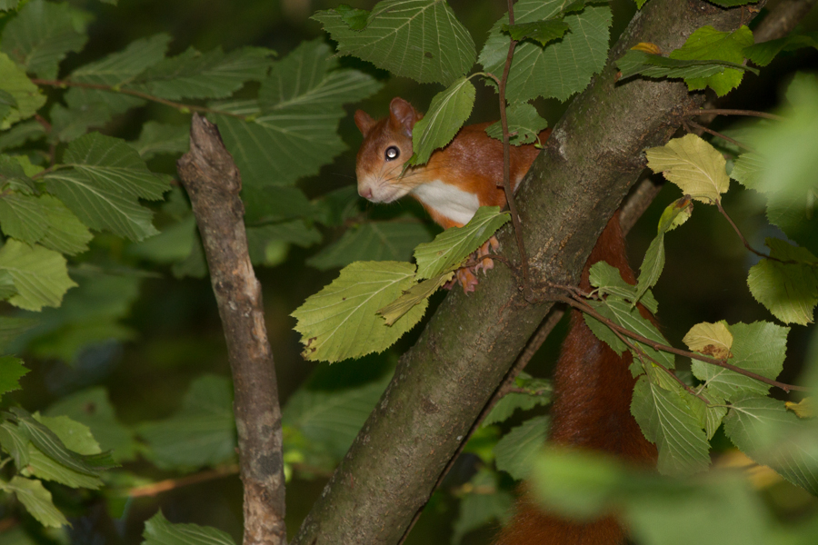 Eurasian Red Squirrel