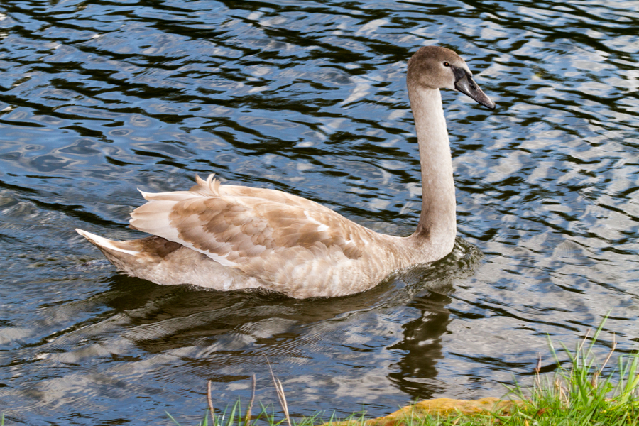 Juvenile Mute Swan