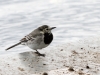 White Wagtail