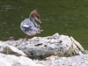 Common Merganser