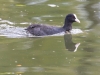 Eurasian Coot