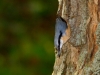 Eurasian Nuthatch