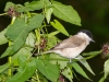 Eurasian Blackcap