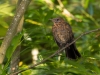 Eurasian Blackbird