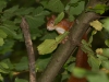 Eurasian Red Squirrel