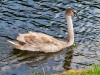 Juvenile Mute Swan