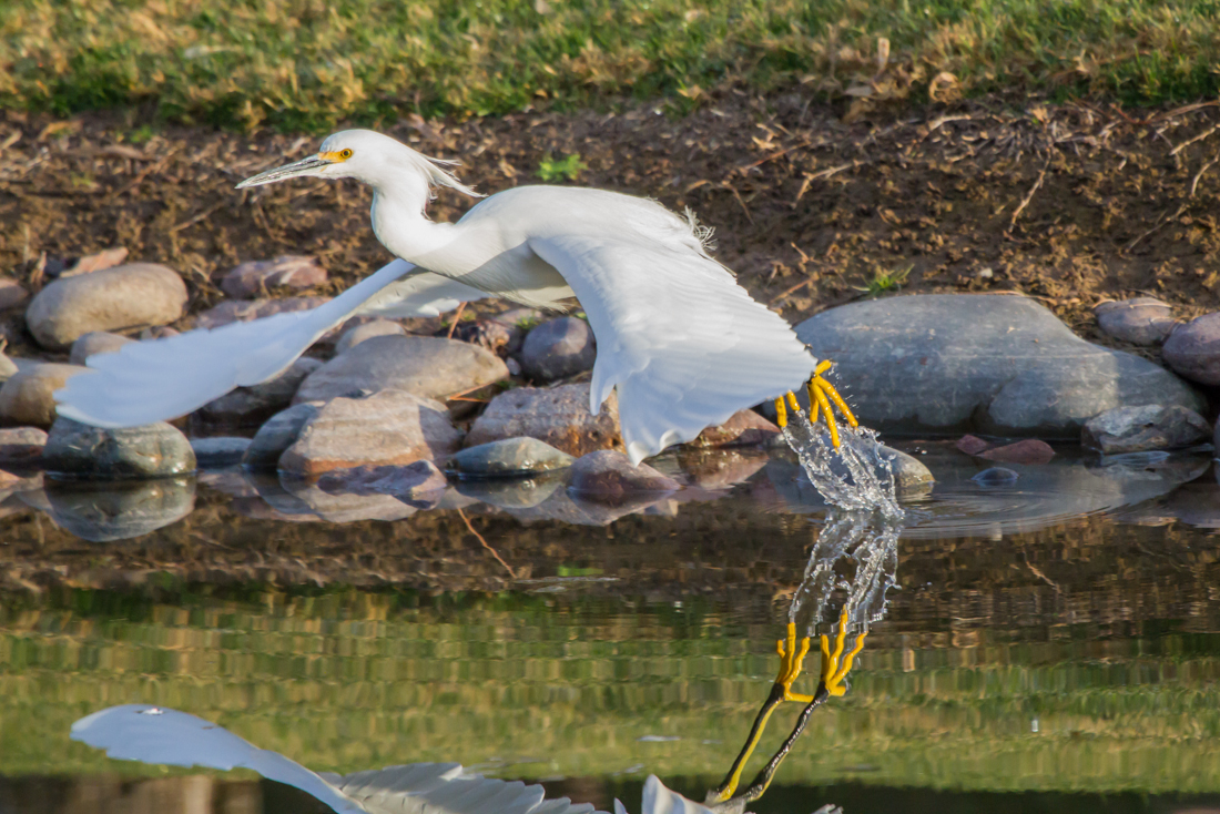 Snowy Egret