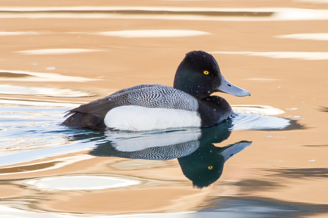 Lesser Scaup