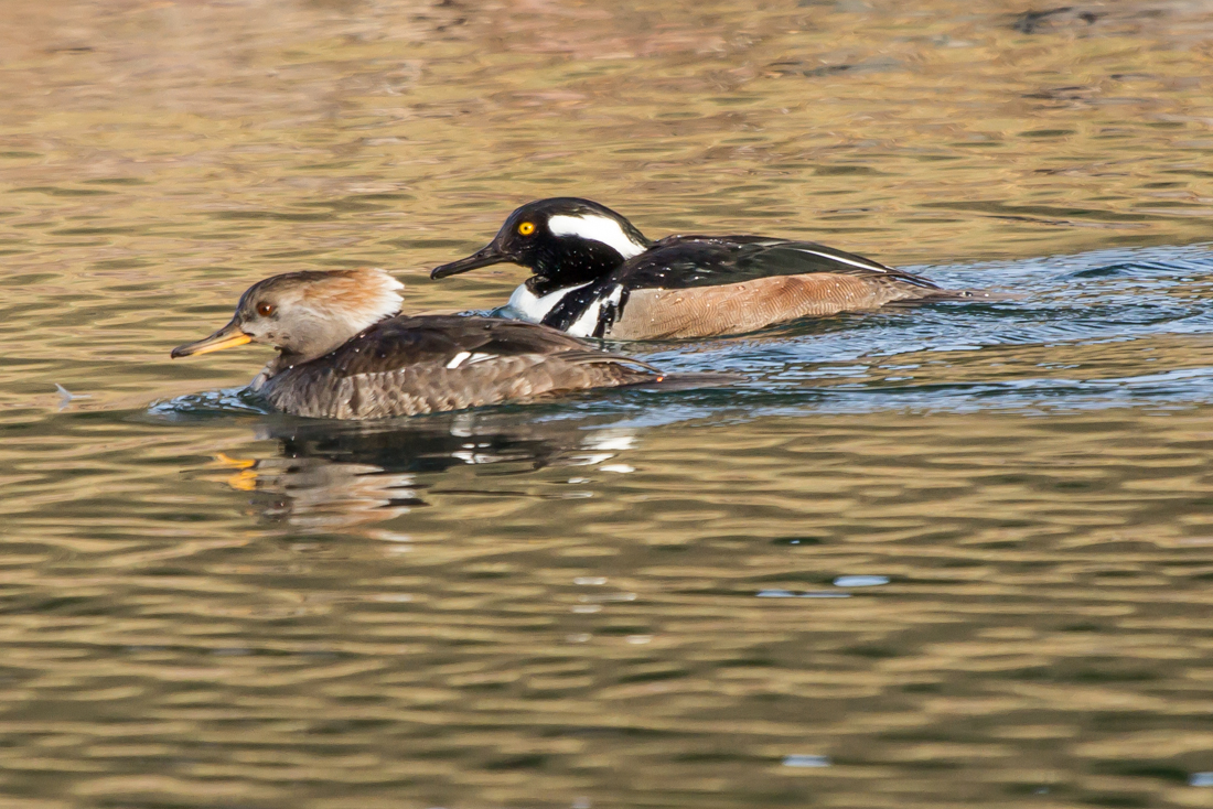 Hooded Merganser