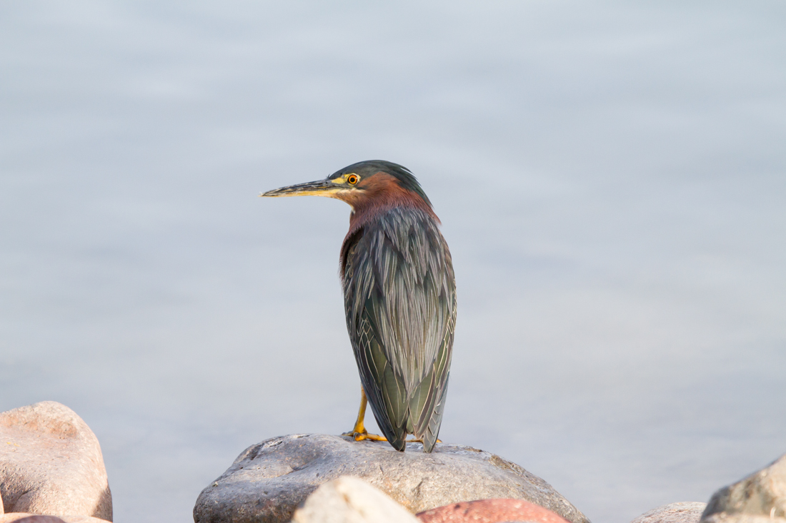 Green Heron