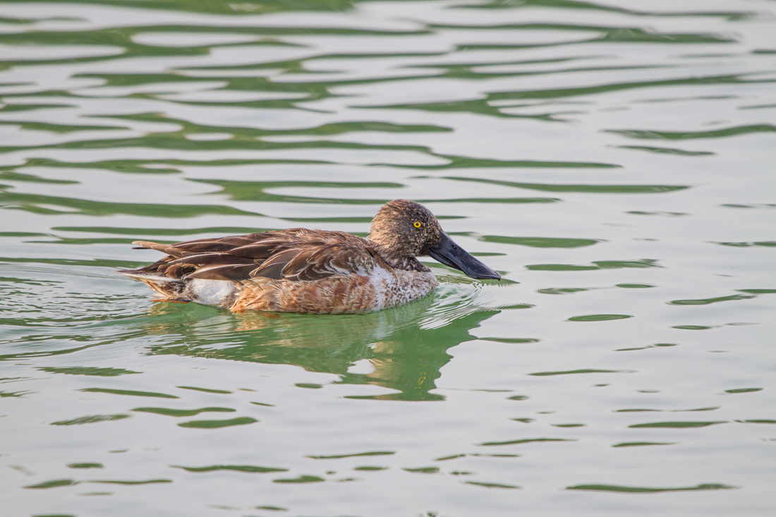 Northern Shoveler