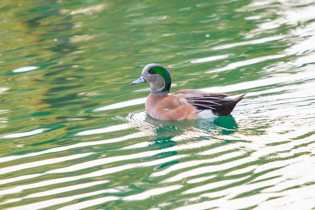 American Wigeon