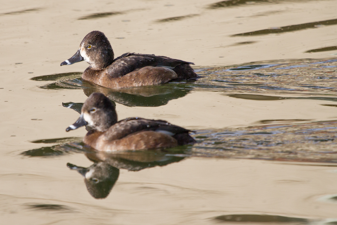 Ring-necked Duck