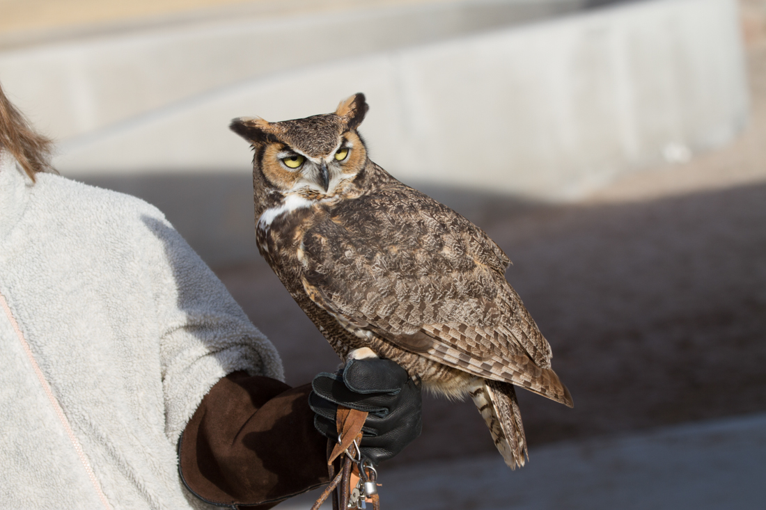 Great Horned Owl