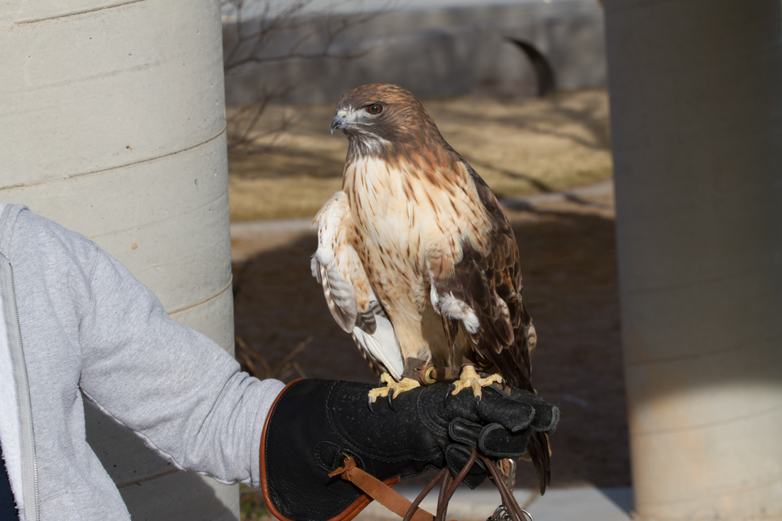 Red-tailed Hawk