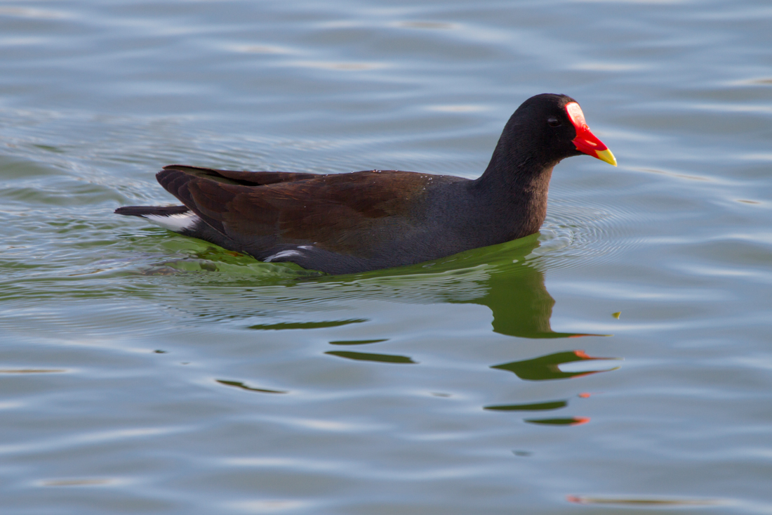 Common Gallinule