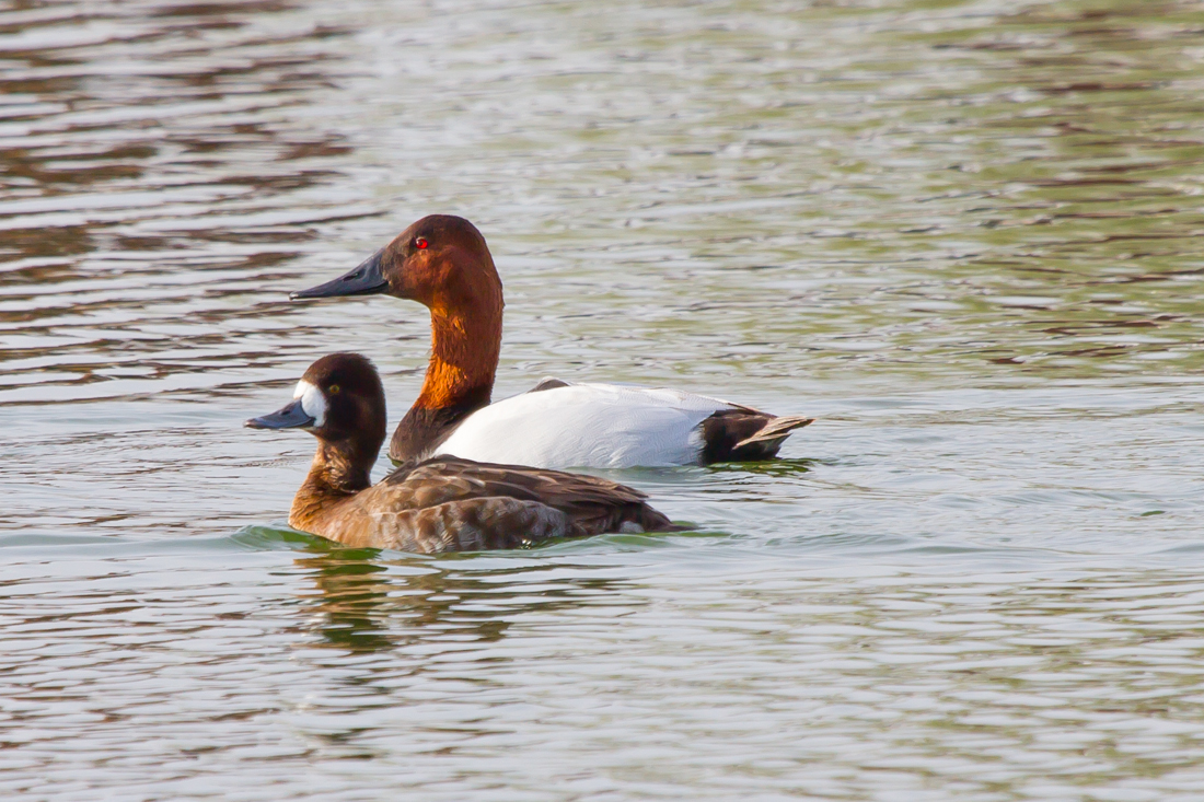 Canvasback and Female Lesser Scaup