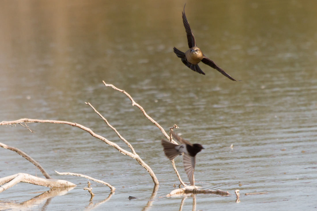 Great-tailed Grackle