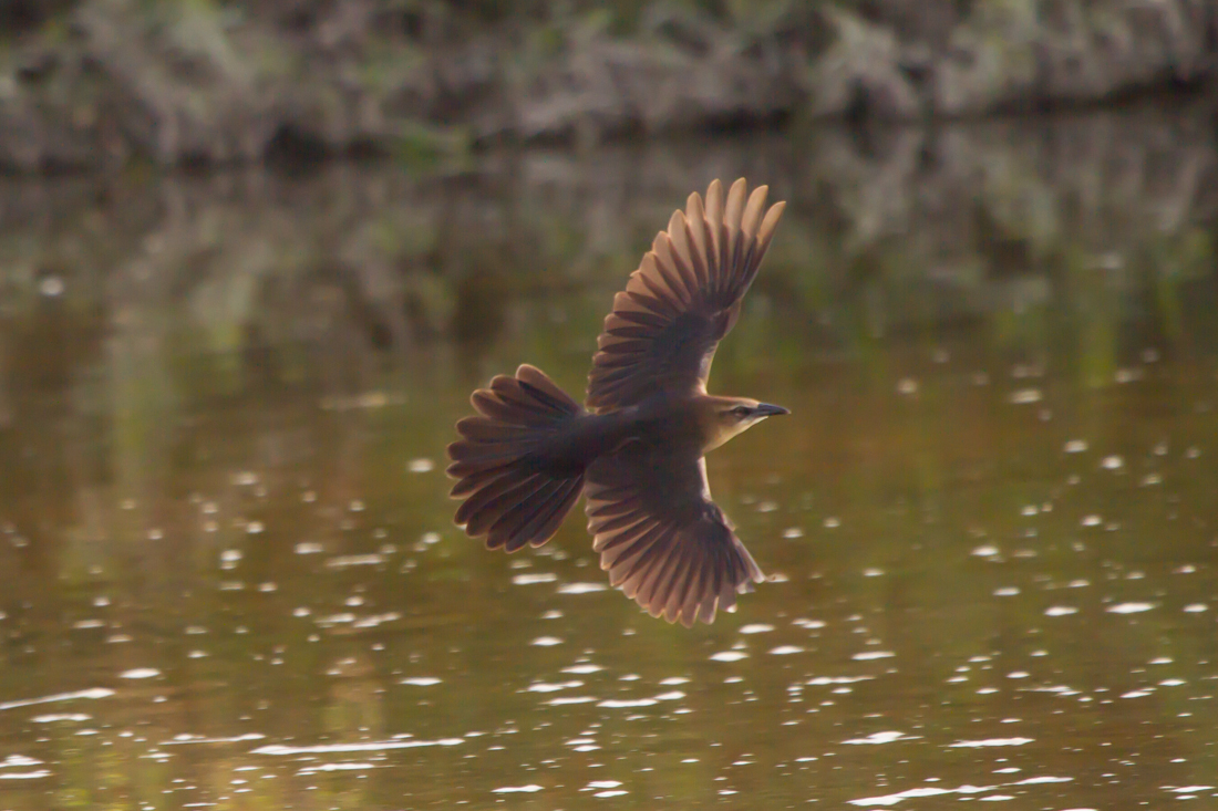 Great-tailed Grackle