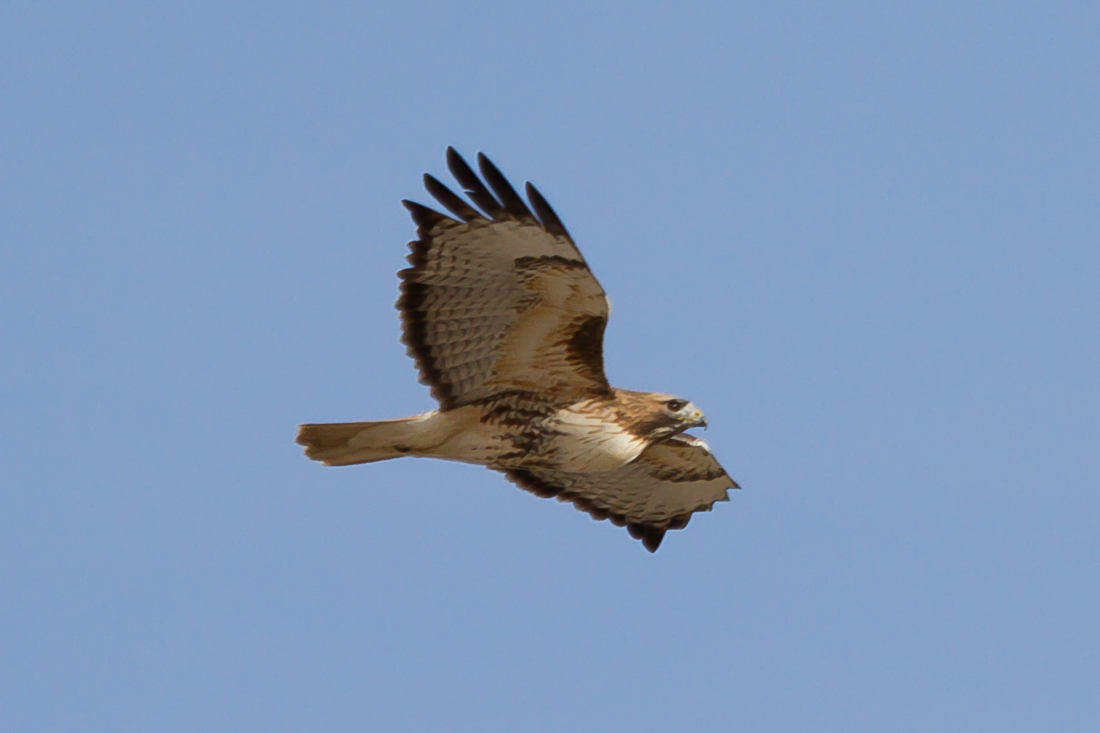 Northern Harrier