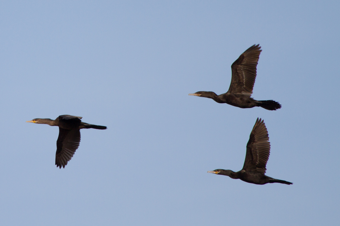 Double-crested Cormorant