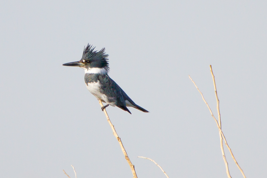 Belted Kingfisher