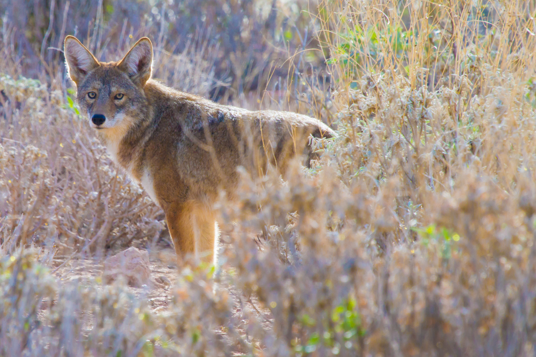 Coyote