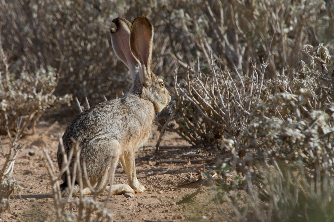 Jack Rabbit