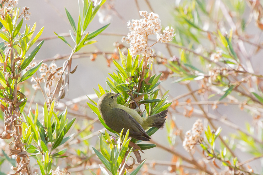 Orange-crowned Warbler