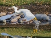 Snowy Egret