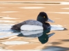 Lesser Scaup