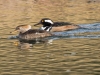 Hooded Merganser