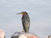 Green Heron