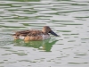 Northern Shoveler