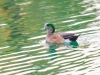 American Wigeon