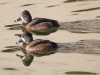 Ring-necked Duck