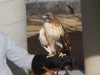 Red-tailed Hawk