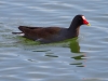 Common Gallinule