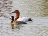 Canvasback and Female Lesser Scaup