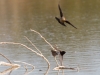 Great-tailed Grackle