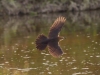 Great-tailed Grackle