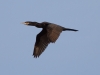 Double-crested Cormorant