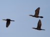 Double-crested Cormorant