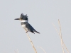 Belted Kingfisher