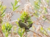 Orange-crowned Warbler