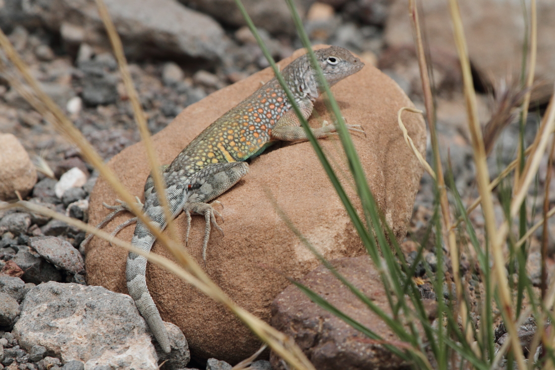 img_3059_desertspinylizard_wetbeavercreek_2012_05