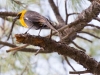 Yellow-headed Blackbird