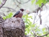 Lewis's Woodpecker